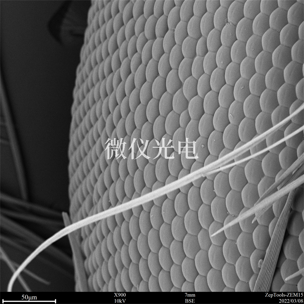 掃描電鏡有沒有什么局限性？